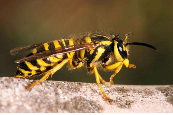 常見的胡蜂種類(胡蜂的種類介紹) 常見的胡蜂種類(胡蜂的種類介紹)