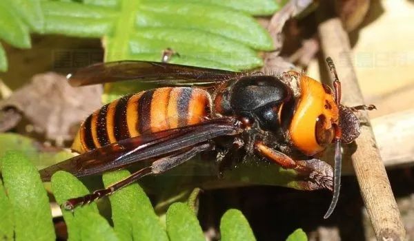 常見的胡蜂種類(胡蜂的種類介紹) 常見的胡蜂種類(胡蜂的種類介紹)