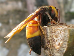 常見的胡蜂種類(胡蜂的種類介紹) 常見的胡蜂種類(胡蜂的種類介紹)
