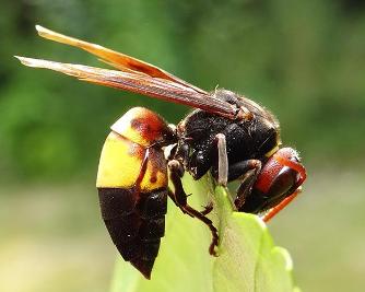 常見的胡蜂種類(胡蜂的種類介紹) 常見的胡蜂種類(胡蜂的種類介紹)
