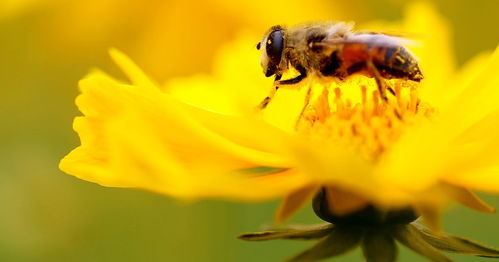 松丹一號蜂適宜溫度(論蜂群越冬) 松丹一號蜂適宜溫度(論蜂群越冬)