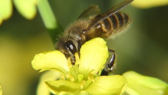 云貴高原中蜂多少錢一群(云貴高原中蜂出售多少錢一箱) 云貴高原中蜂多少錢一群(云貴高原中蜂出售多少錢一箱)