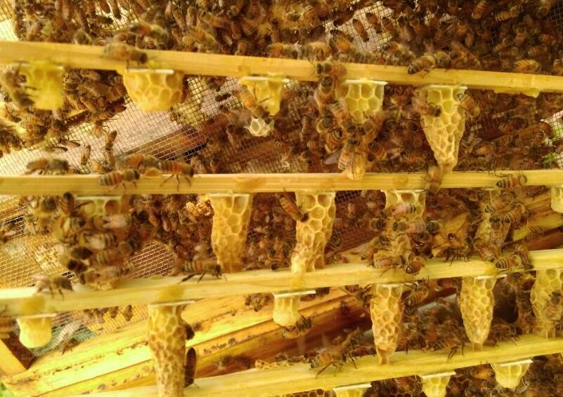 新手養蜂出現王臺怎么辦(蜜蜂起王臺怎么辦) 新手養蜂出現王臺怎么辦(蜜蜂起王臺怎么辦)