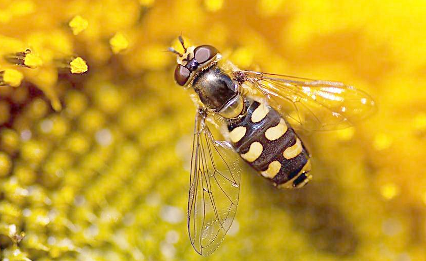 蜜蜂養殖箱的制作方法(自制蜂箱的注意事項) 蜜蜂養殖箱的制作方法(自制蜂箱的注意事項)