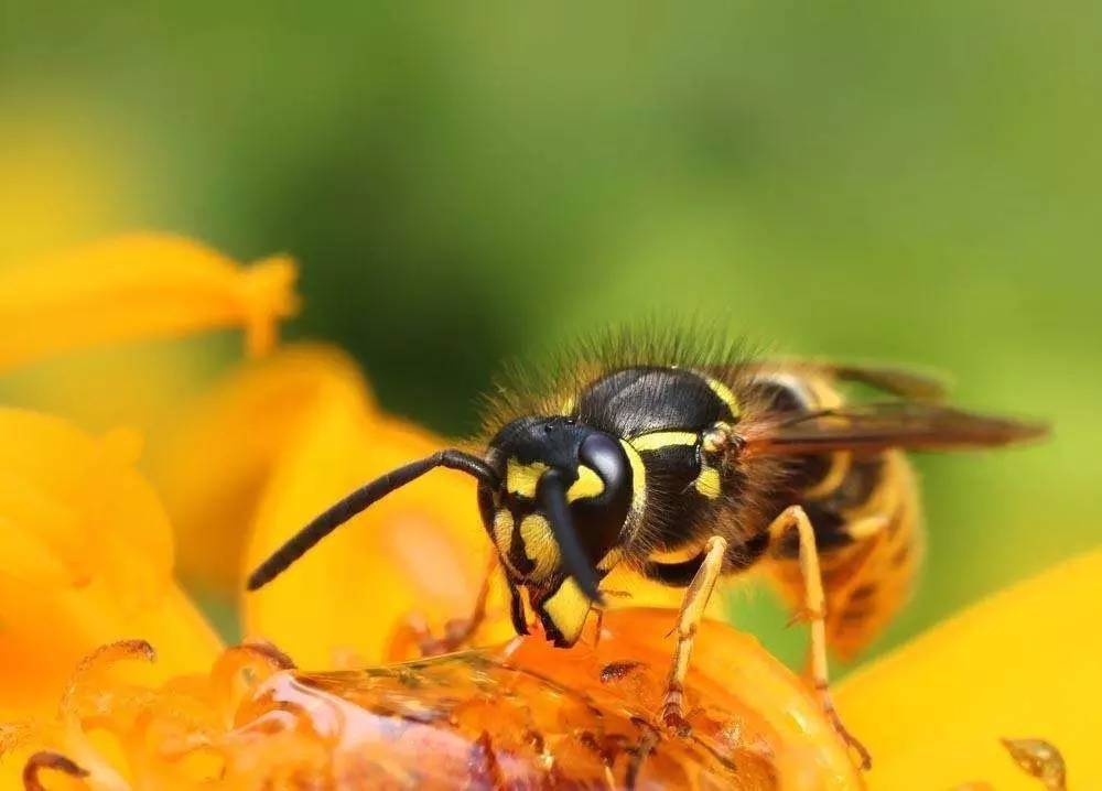 高產(chǎn)蜂王漿是哪種蜜蜂(產(chǎn)王漿多的蜂品種) 高產(chǎn)蜂王漿是哪種蜜蜂(產(chǎn)王漿多的蜂品種)