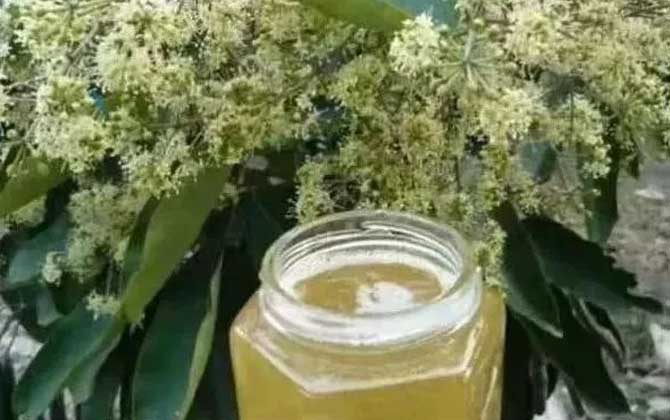 鴨腳木蜜是涼性的嗎(鴨腳木蜜的蜂蜜特性) 鴨腳木蜜是涼性的嗎(鴨腳木蜜的蜂蜜特性)