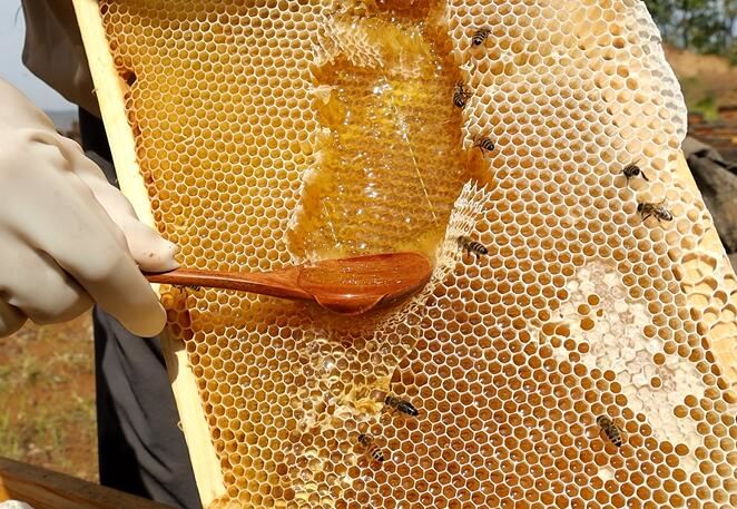 蜂箱哪里賣（哪兒可以買到養(yǎng)蜂的蜂箱）