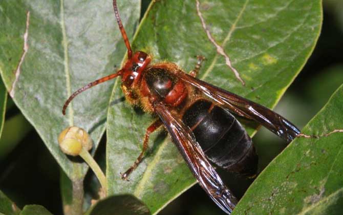 牛角蜂蟄了幾天才算恢復(fù)(牛角蜂蟄了多久過危險期) 牛角蜂蟄了幾天才算恢復(fù)(牛角蜂蟄了多久過危險期)