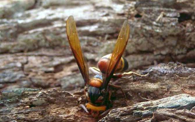 牛角蜂蟄了幾天才算恢復(fù)(牛角蜂蟄了多久過危險期) 牛角蜂蟄了幾天才算恢復(fù)(牛角蜂蟄了多久過危險期)