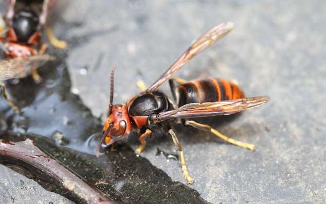 牛角蜂蟄了幾天才算恢復(fù)(牛角蜂蟄了多久過危險期) 牛角蜂蟄了幾天才算恢復(fù)(牛角蜂蟄了多久過危險期)