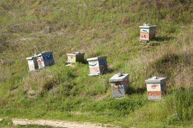 如何養蜂才能賺錢？有什么秘訣嗎？養蜂賺錢的必備條件！