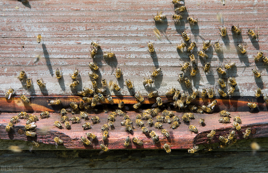 新手養蜂入門技術(基本常識和技術講解) 新手養蜂入門技術(基本常識和技術講解)