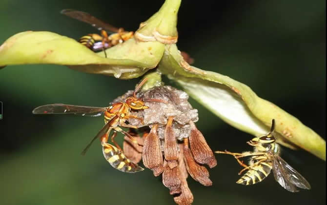 棕長腳蜂有毒嗎(長腳蜂毒性) 棕長腳蜂有毒嗎(長腳蜂毒性)