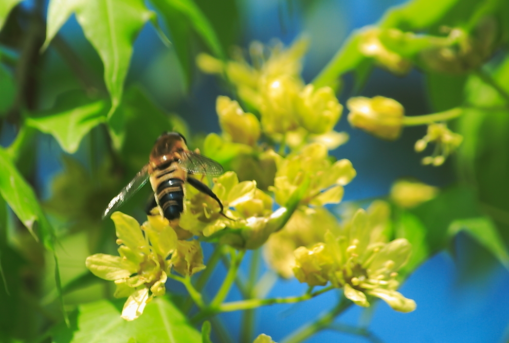 新手養蜂什么時候進種好(什么時候開始養蜂最好) 新手養蜂什么時候進種好(什么時候開始養蜂最好)