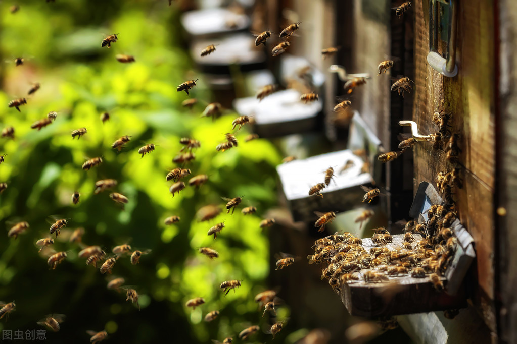 蜜蜂夏天可以加脾嗎（夏季解蜂群造脾的優(yōu)點）