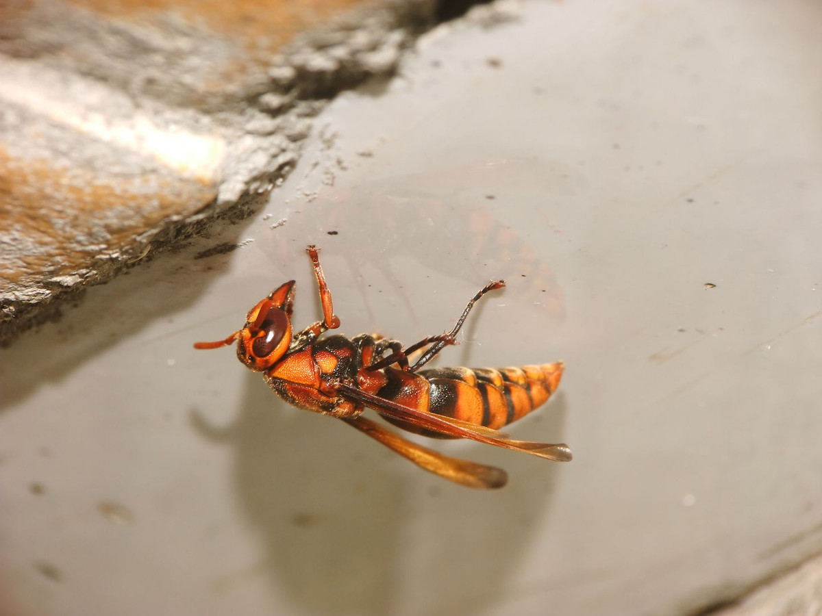馬蜂有幾根毒針(馬蜂毒針會滯留體內嗎) 馬蜂有幾根毒針(馬蜂毒針會滯留體內嗎)