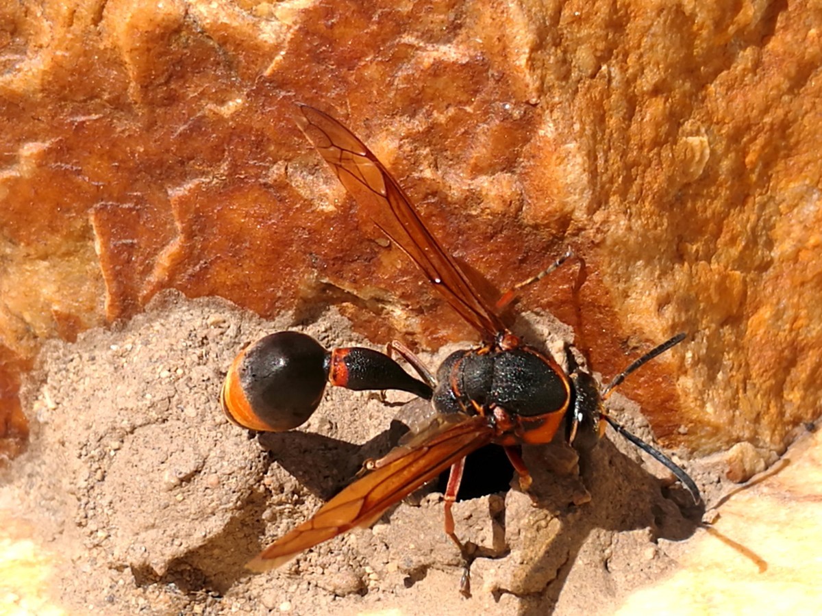 馬蜂有幾根毒針(馬蜂毒針會滯留體內嗎) 馬蜂有幾根毒針(馬蜂毒針會滯留體內嗎)
