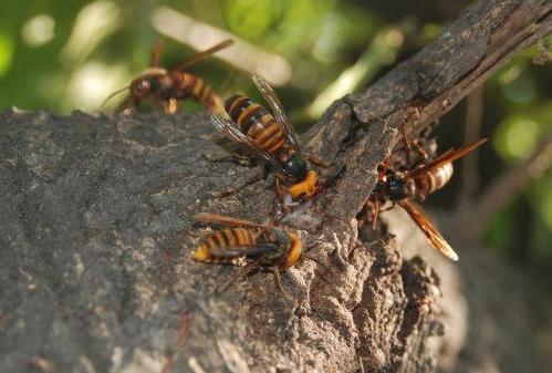 馬蜂有幾根毒針(馬蜂毒針會滯留體內嗎) 馬蜂有幾根毒針(馬蜂毒針會滯留體內嗎)