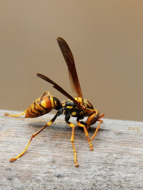 胡蜂養殖技術之筑巢前的喂養(胡蜂筑巢前怎么喂養) 胡蜂養殖技術之筑巢前的喂養(胡蜂筑巢前怎么喂養)