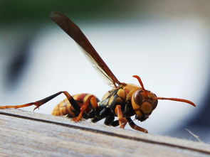 胡蜂養殖技術之筑巢前的喂養(胡蜂筑巢前怎么喂養) 胡蜂養殖技術之筑巢前的喂養(胡蜂筑巢前怎么喂養)