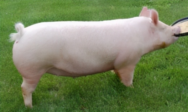 一只豬27萬美元？一只鴿子140萬美元？盤點史上最昂貴的6只動物