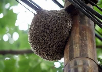 蜜蜂窩怎么處理(發現蜜蜂窩的處理方法) 蜜蜂窩怎么處理(發現蜜蜂窩的處理方法)
