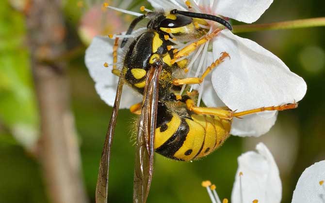 馬蜂飛進家里預兆是什么（馬蜂入宅預兆著什么）