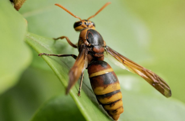 不傷害馬蜂最簡單的驅(qū)趕方法(趕走馬蜂最好辦法) 不傷害馬蜂最簡單的驅(qū)趕方法(趕走馬蜂最好辦法)