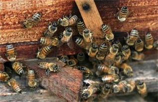 蜜蜂蜂王冬天會產(chǎn)子嗎（冬季蜂王產(chǎn)卵的2大害大）