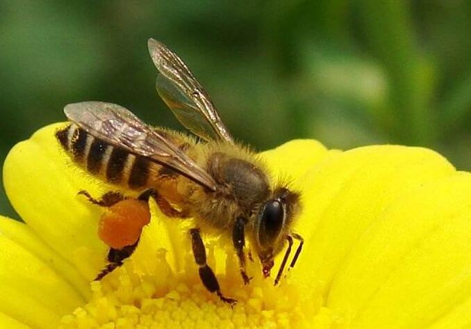 松丹一號蜂王耐高溫嗎（亂世出英雄，酷夏出好王）