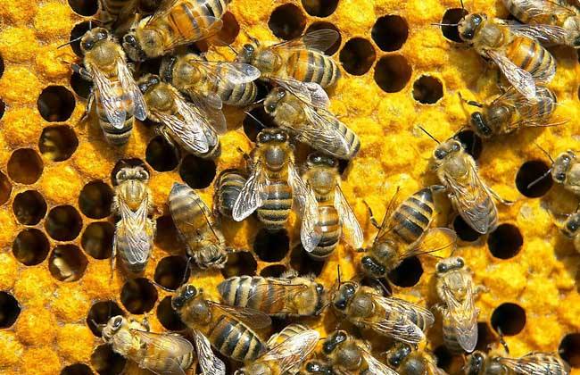 蜂王夏季為什么會(huì)停止產(chǎn)卵？養(yǎng)蜂人應(yīng)該如何應(yīng)對(duì)？