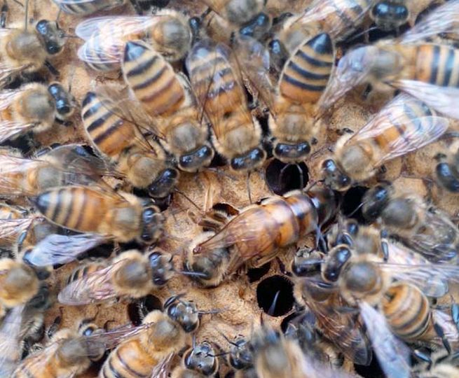 蜂王夏季為什么會(huì)停止產(chǎn)卵？養(yǎng)蜂人應(yīng)該如何應(yīng)對(duì)？