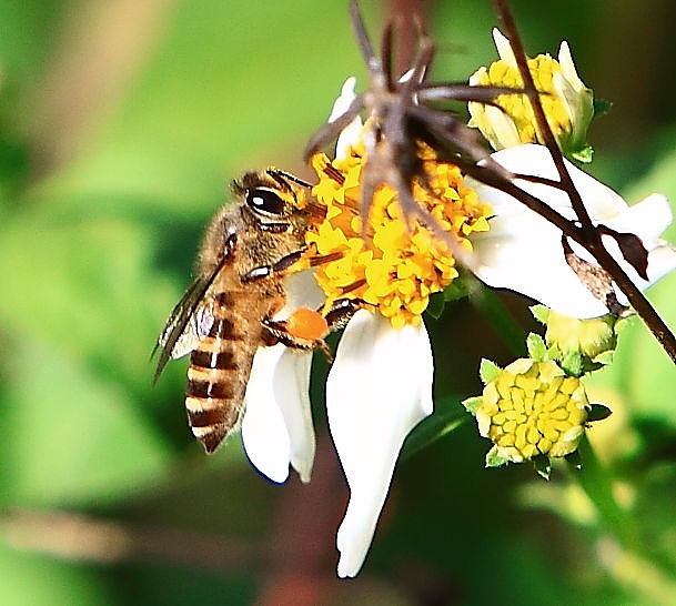 蜜蜂養(yǎng)殖場可以出售嗎（養(yǎng)蜂場的蜂蜜可以往外賣么）