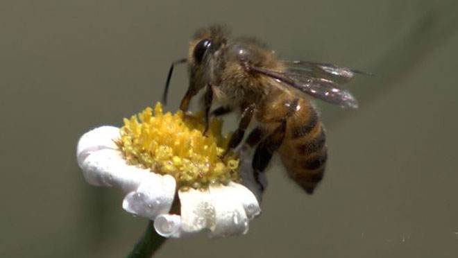 中華蜜蜂常見的疾病是什么,該怎么防治? 中華蜜蜂常見的疾病是什么,該怎么防治?