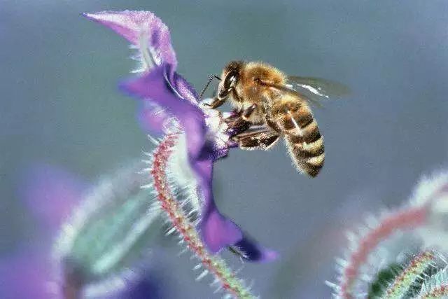 養(yǎng)50箱中華蜜蜂能掙多少錢(qián)（養(yǎng)蜜蜂能賺大錢(qián)嗎）