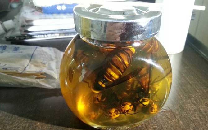 養馬蜂賺錢么(養馬蜂靠什么賺錢) 養馬蜂賺錢么(養馬蜂靠什么賺錢)