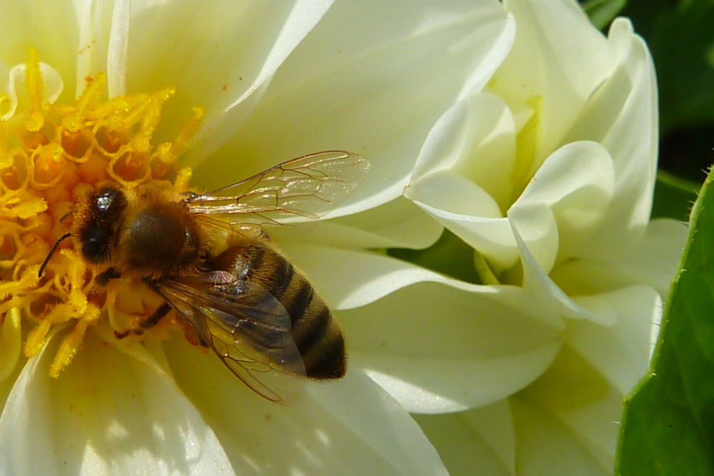 中華蜜蜂爛子病怎么治療(蜜蜂爛子病是什么原因造成的) 中華蜜蜂爛子病怎么治療(蜜蜂爛子病是什么原因造成的)