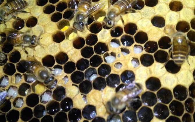 巢蟲(chóng)一般多久可以形成（巢蟲(chóng)怎么來(lái)的）