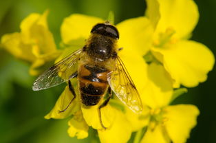 松丹一號和卡意雜交種相比(卡意雜交蜂王優缺點) 松丹一號和卡意雜交種相比(卡意雜交蜂王優缺點)