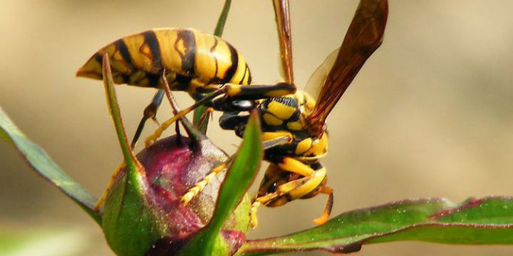 黃蜂有蜂蜜嗎(黃蜂的生活習性) 黃蜂有蜂蜜嗎(黃蜂的生活習性)