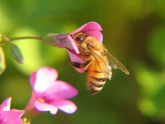 蜂螨藥的種類及用法大全(治療蜜蜂蜂螨蟲的藥有哪幾種) 蜂螨藥的種類及用法大全(治療蜜蜂蜂螨蟲的藥有哪幾種)
