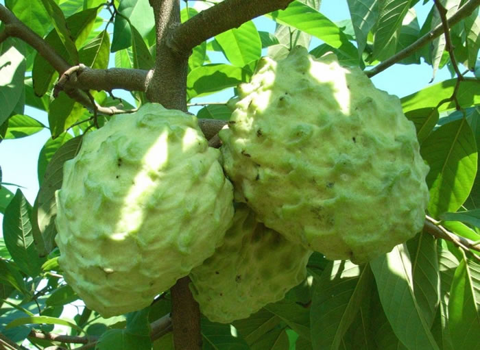 帶有番字水果有哪些(12種番字植物介紹) 帶有番字水果有哪些(12種番字植物介紹)