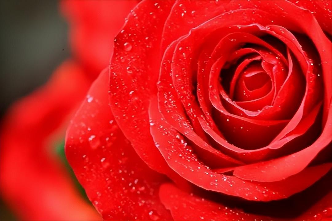 紅玫瑰的寓意和花語(yǔ)(紅玫瑰的象征意義) 紅玫瑰的寓意和花語(yǔ)(紅玫瑰的象征意義)