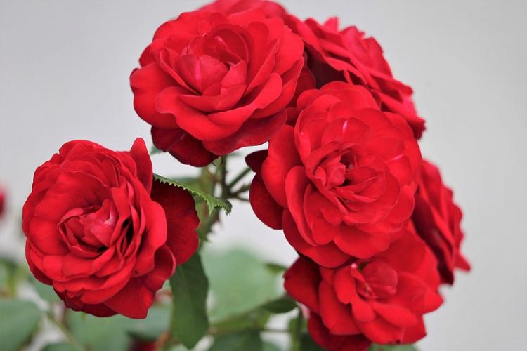 紅玫瑰的寓意和花語(yǔ)(紅玫瑰的象征意義) 紅玫瑰的寓意和花語(yǔ)(紅玫瑰的象征意義)