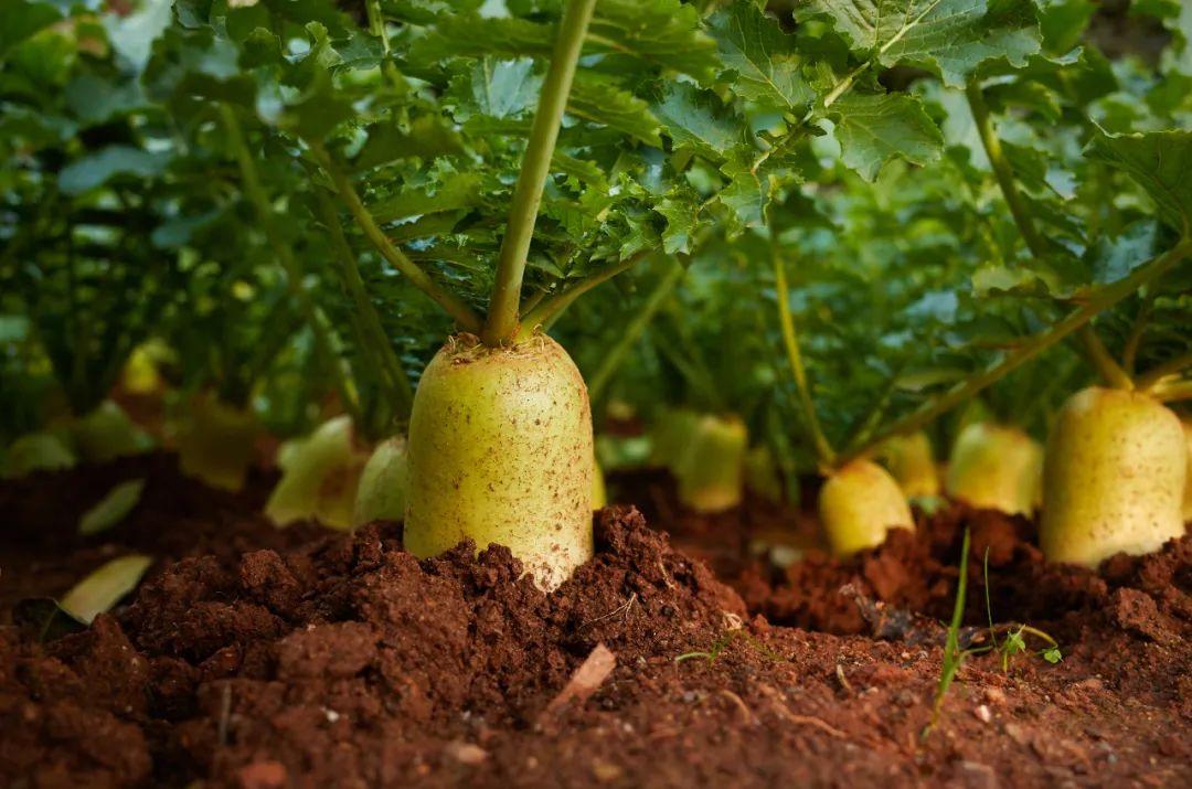 胡蘿卜屬于蘿卜嗎(胡蘿卜和蘿卜的區別) 胡蘿卜屬于蘿卜嗎(胡蘿卜和蘿卜的區別)