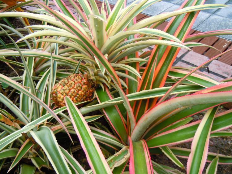 菠蘿的拼音怎么拼寫(菠蘿的正確讀音及和鳳梨的區別) 菠蘿的拼音怎么拼寫(菠蘿的正確讀音及和鳳梨的區別)