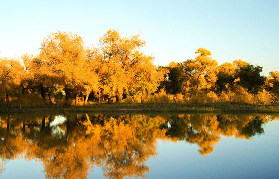 胡楊是沙漠植物嗎(胡楊樹的資料和養(yǎng)護(hù)方法) 胡楊是沙漠植物嗎(胡楊樹的資料和養(yǎng)護(hù)方法)