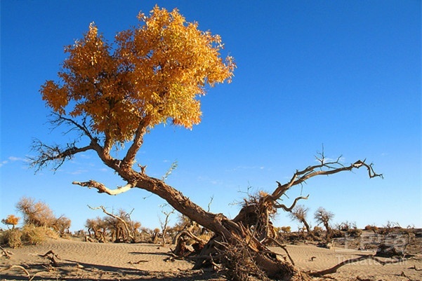 胡楊是沙漠植物嗎(胡楊樹的資料和養(yǎng)護(hù)方法) 胡楊是沙漠植物嗎(胡楊樹的資料和養(yǎng)護(hù)方法)