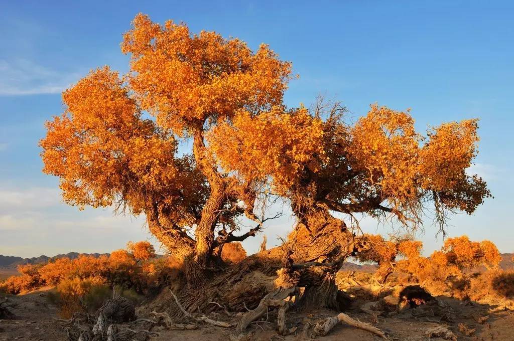 胡楊是沙漠植物嗎(胡楊樹的資料和養(yǎng)護(hù)方法) 胡楊是沙漠植物嗎(胡楊樹的資料和養(yǎng)護(hù)方法)