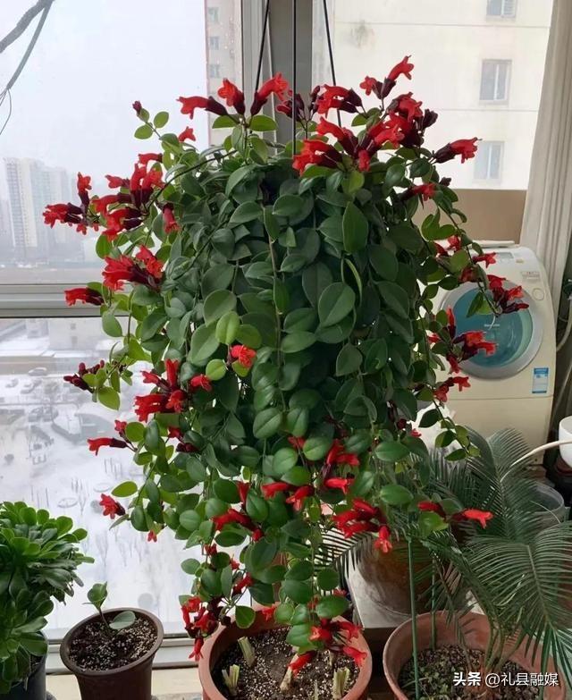 吊籃都有哪些品種圖片(常見的18個吊蘭種類及圖片) 吊籃都有哪些品種圖片(常見的18個吊蘭種類及圖片)